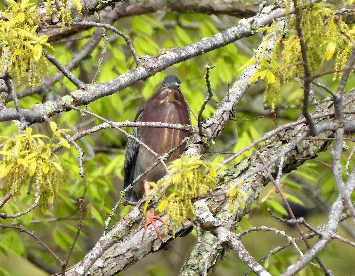 Green Heron - ML618102218