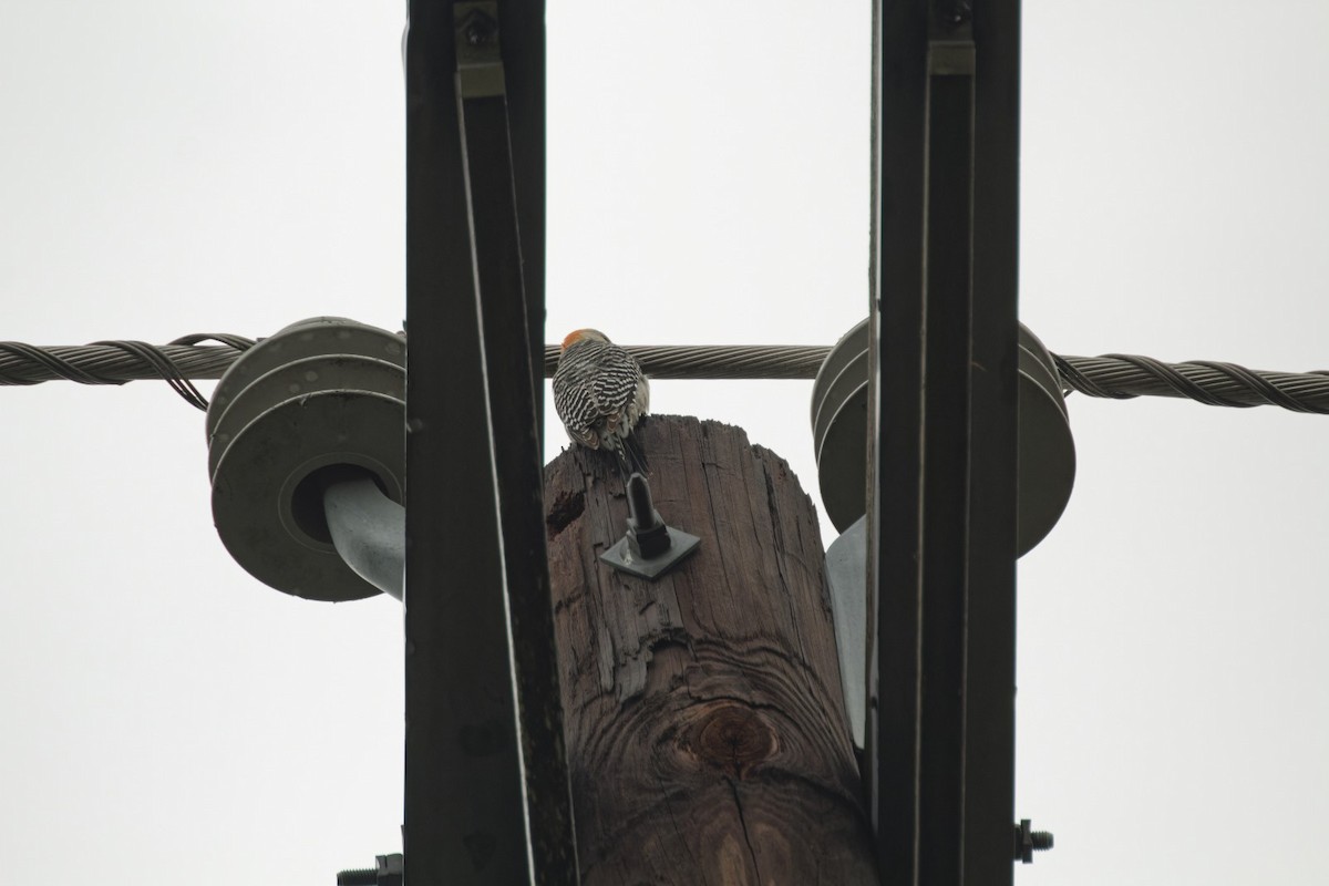 Red-bellied Woodpecker - ML618102247