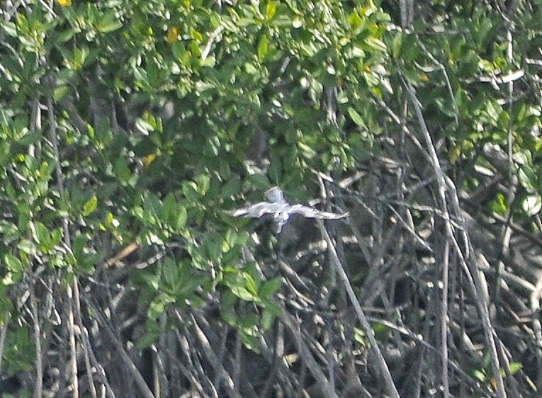 Belted Kingfisher - Delvis Yamila Sáez Hernández