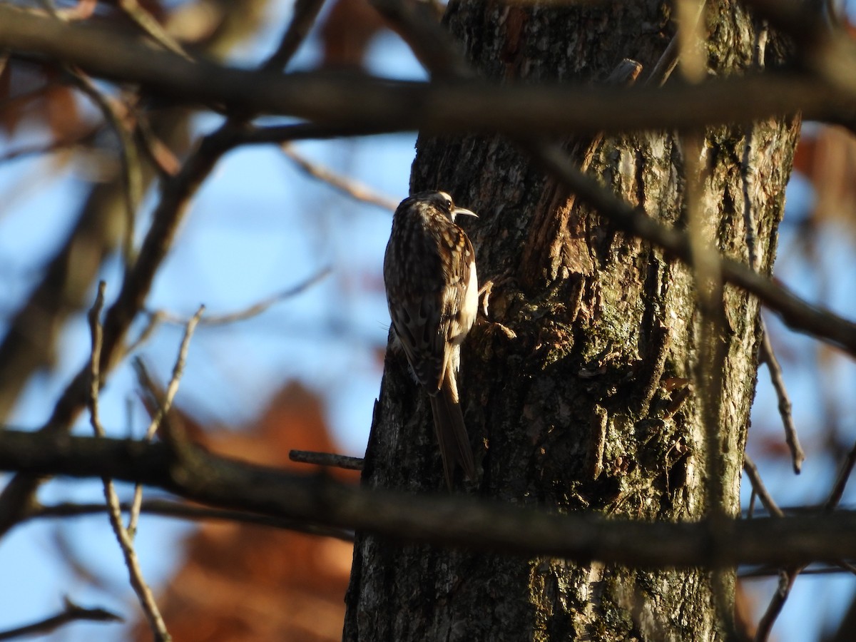 Brown Creeper - Leann Henderson