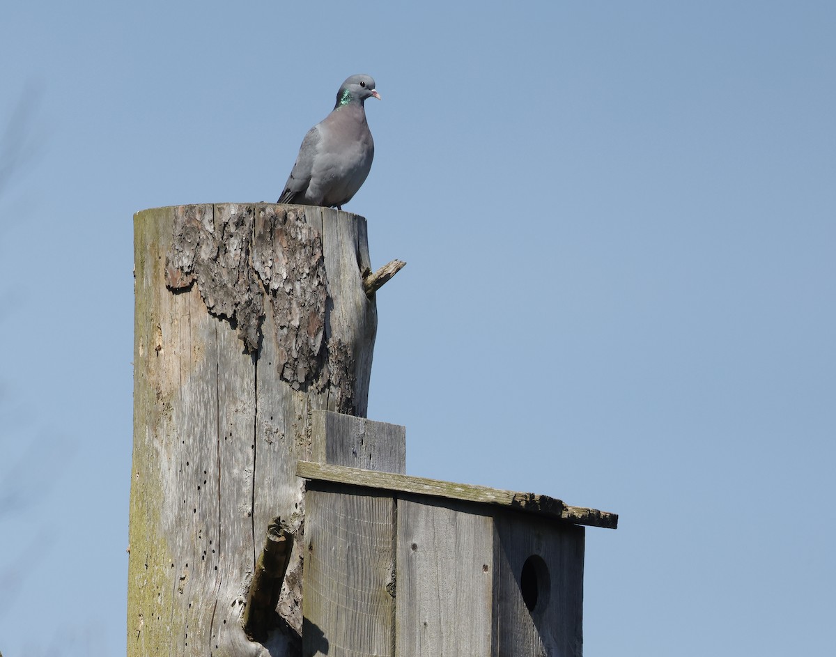 Stock Dove - Mats  Wallin