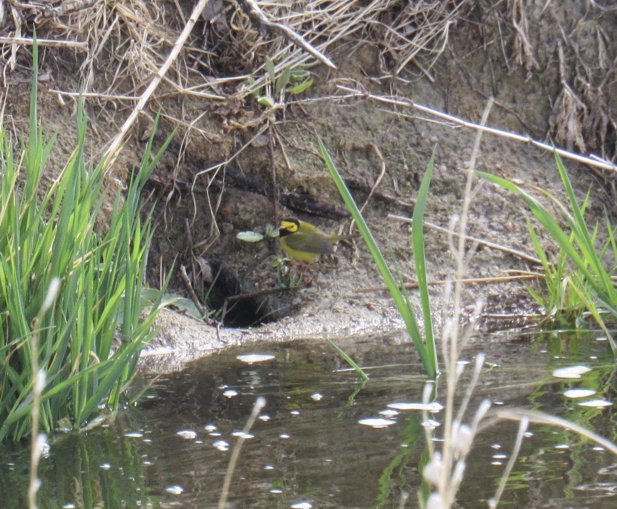 Hooded Warbler - Laurel Armstrong