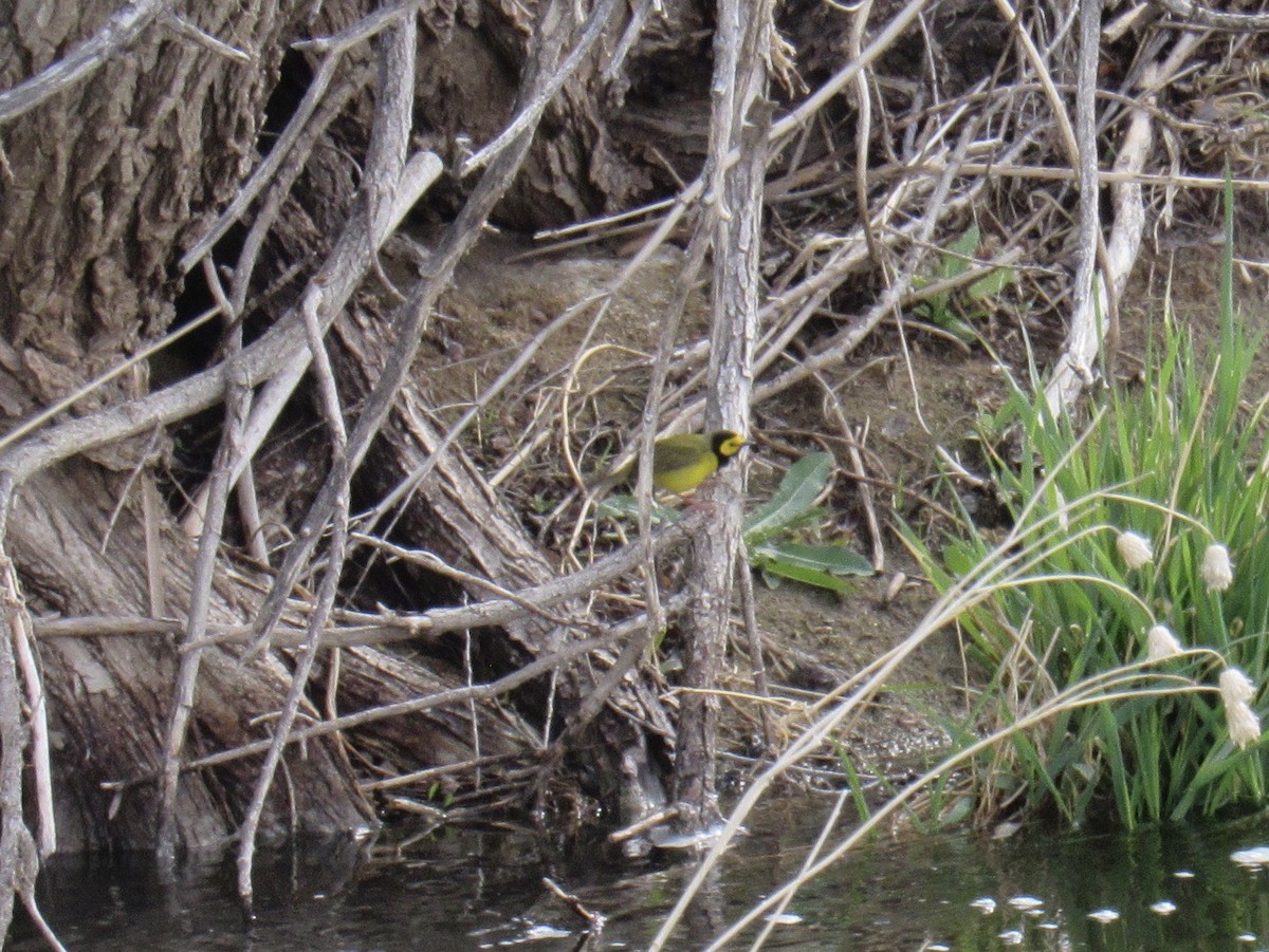 Hooded Warbler - Laurel Armstrong