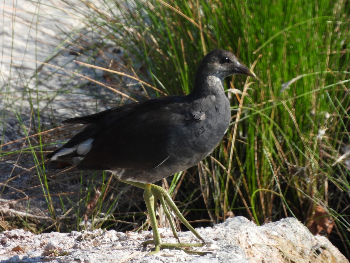 Common Gallinule - ML618102347