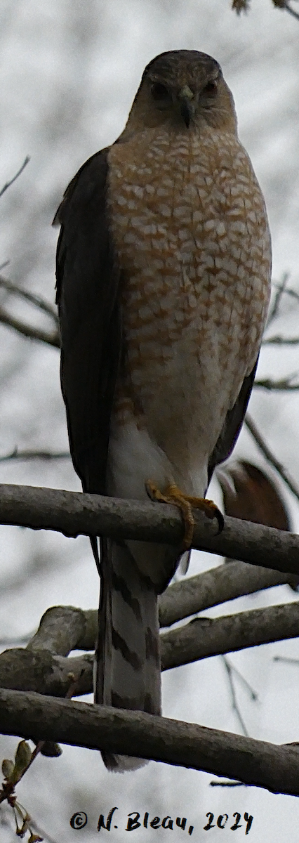 Cooper's Hawk - Nathalie Bleau