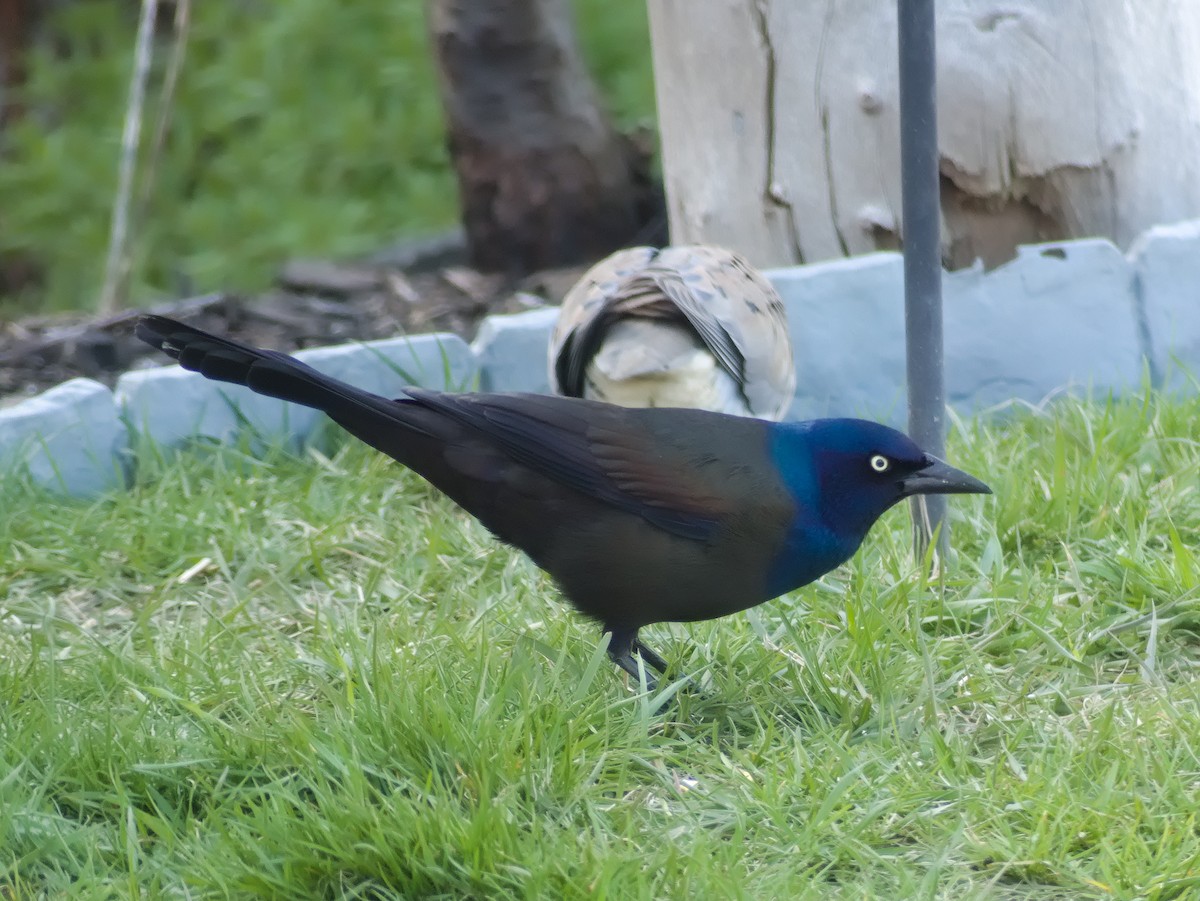 Common Grackle - ML618102353