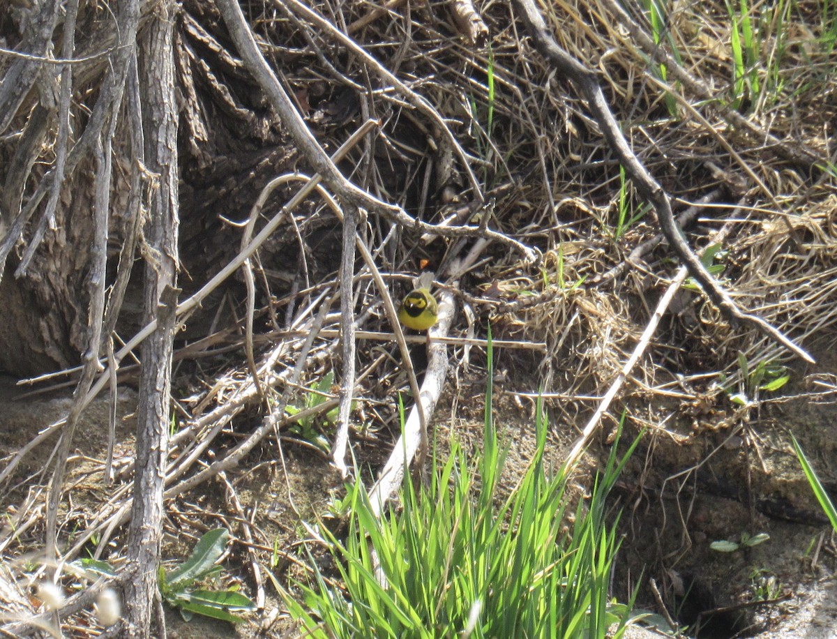 Hooded Warbler - Laurel Armstrong