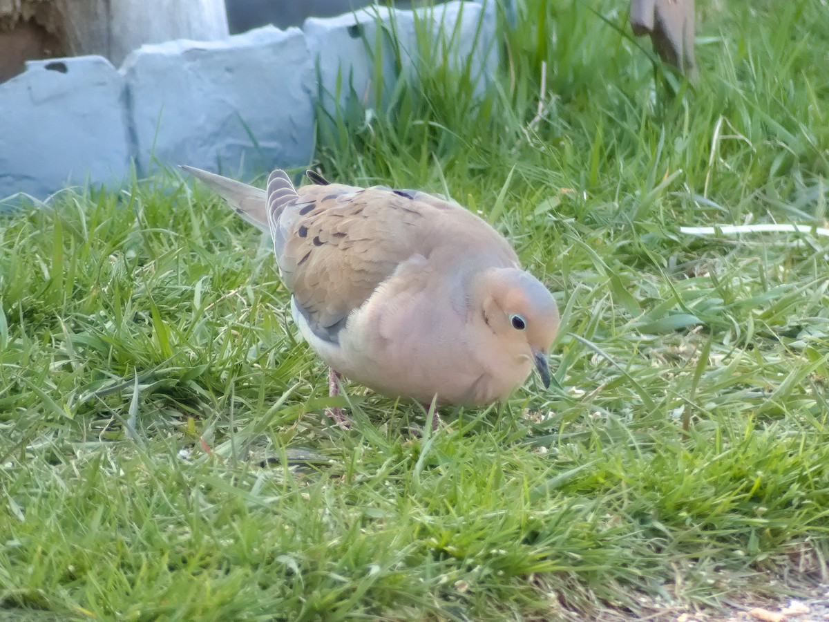 Mourning Dove - Laurel Robinson