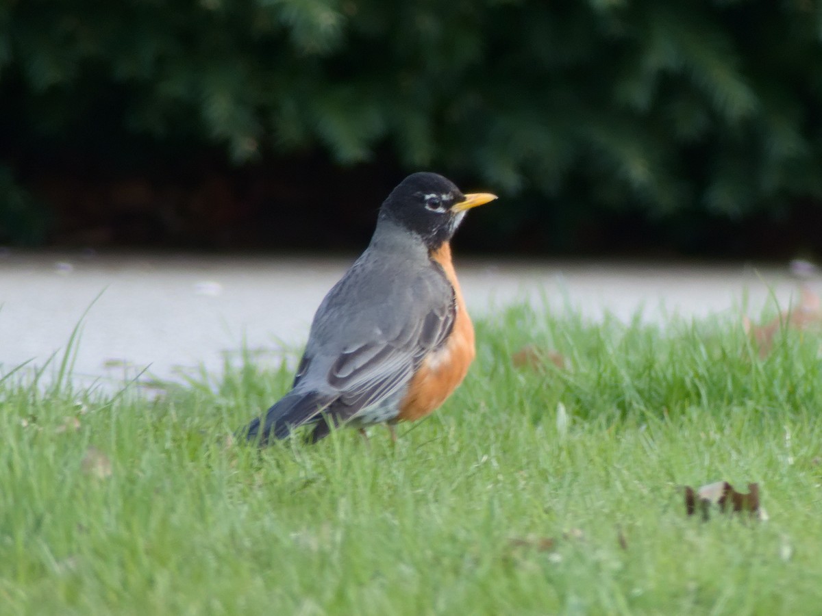 American Robin - ML618102372