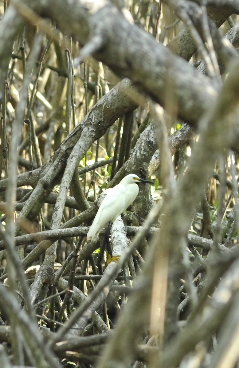 Snowy Egret - ML618102390