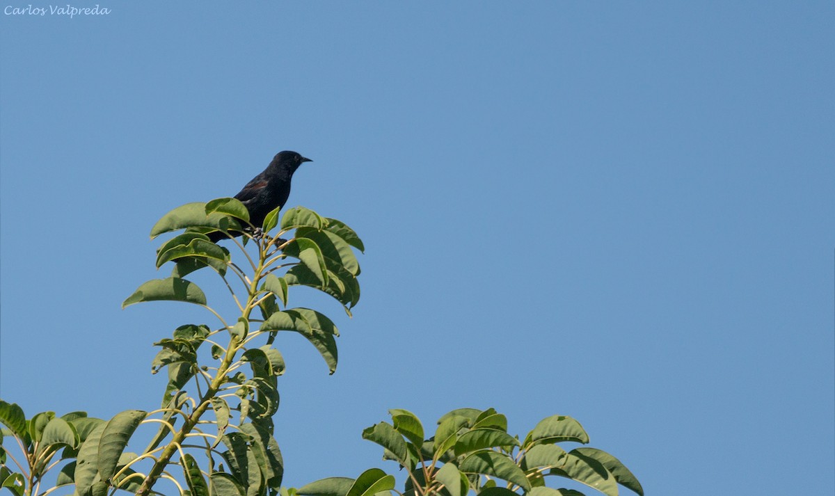 Variable Oriole - Carlos Valpreda