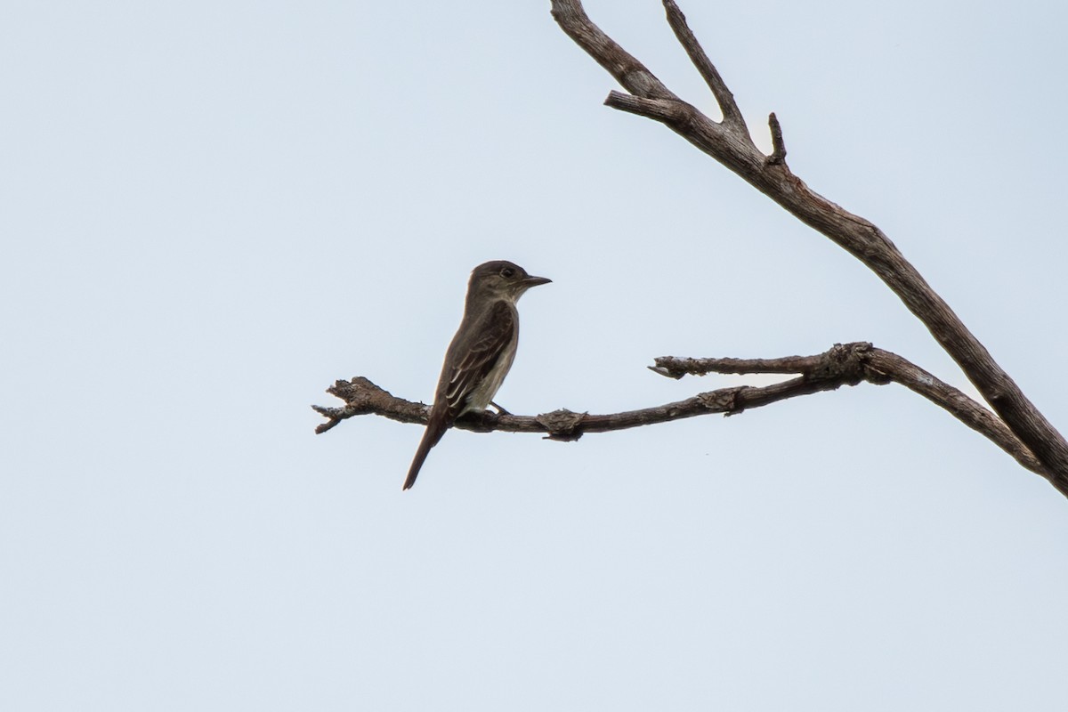 Olive-sided Flycatcher - ML618102419