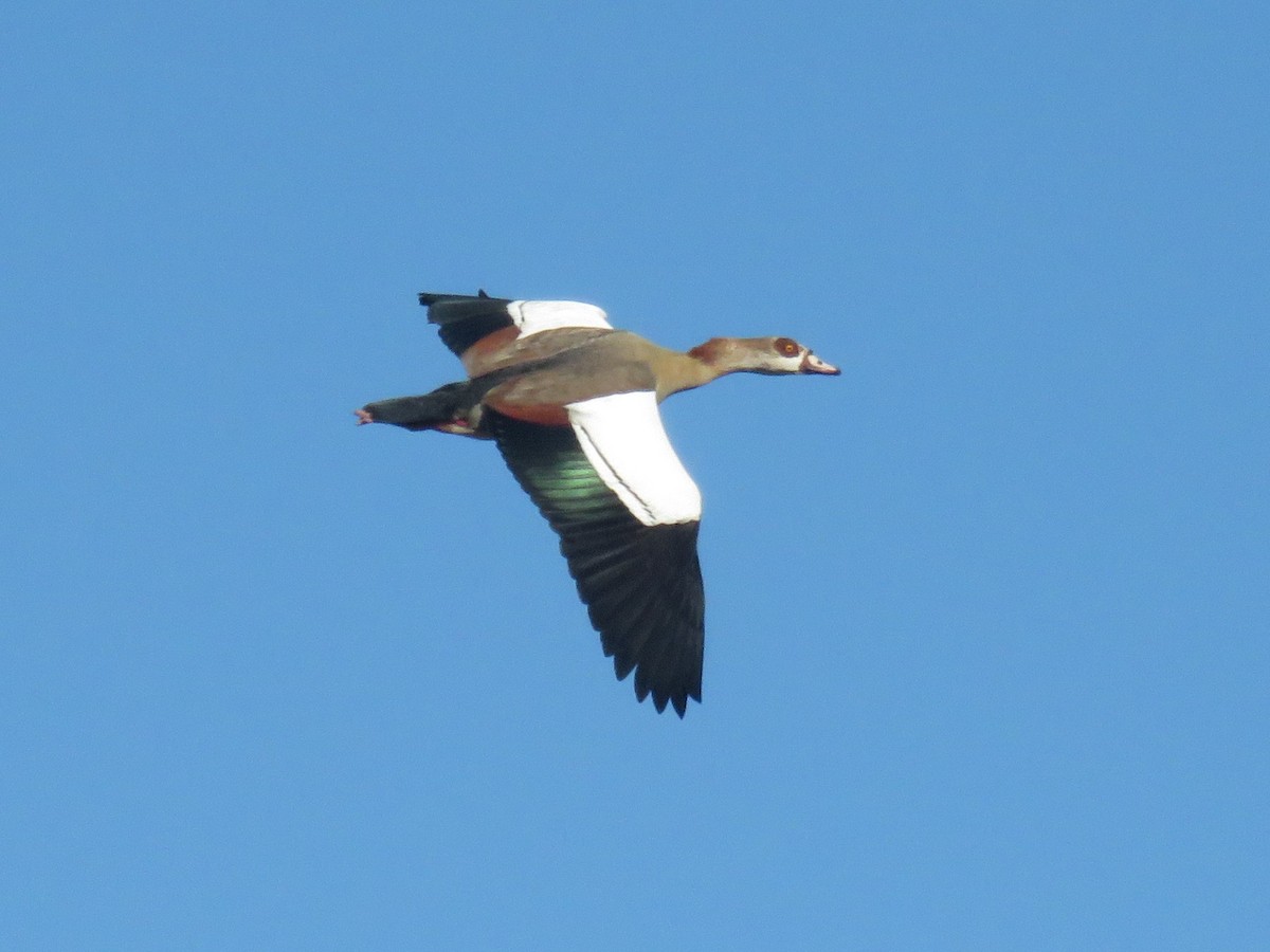 Egyptian Goose - ML618102428