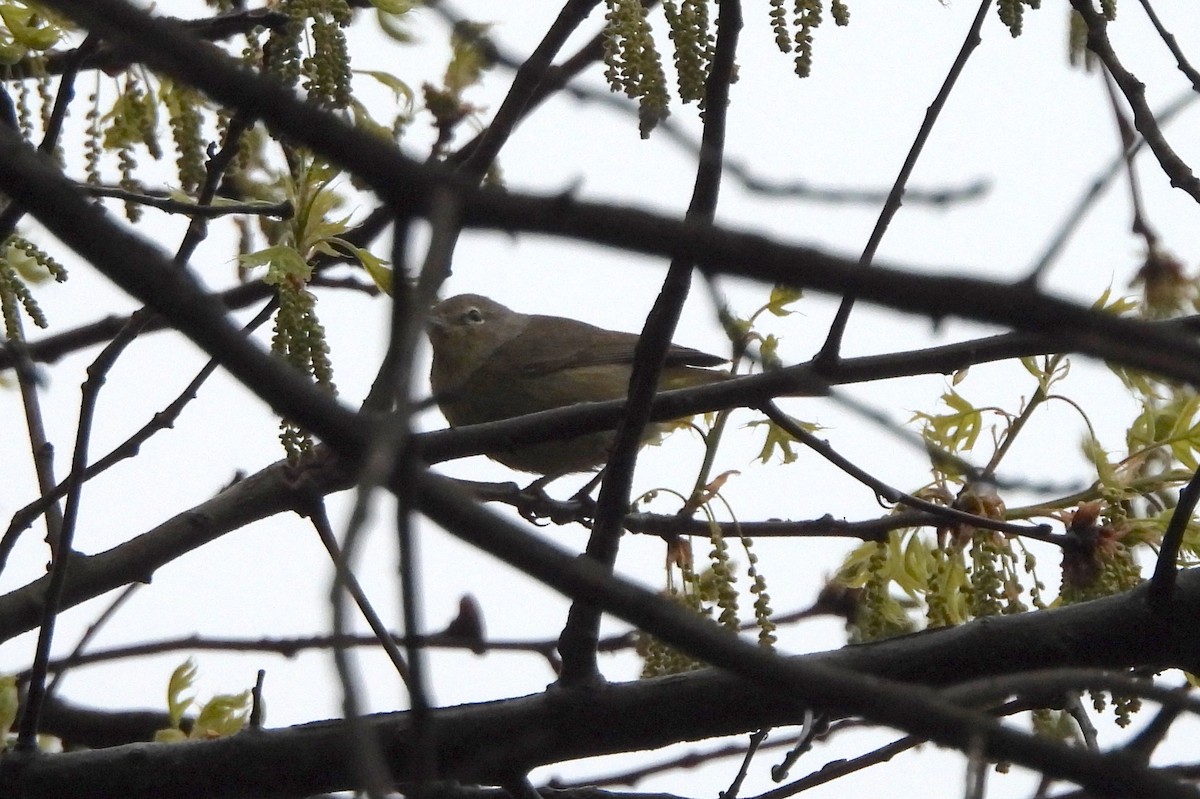 Orange-crowned Warbler - Nick Dawson