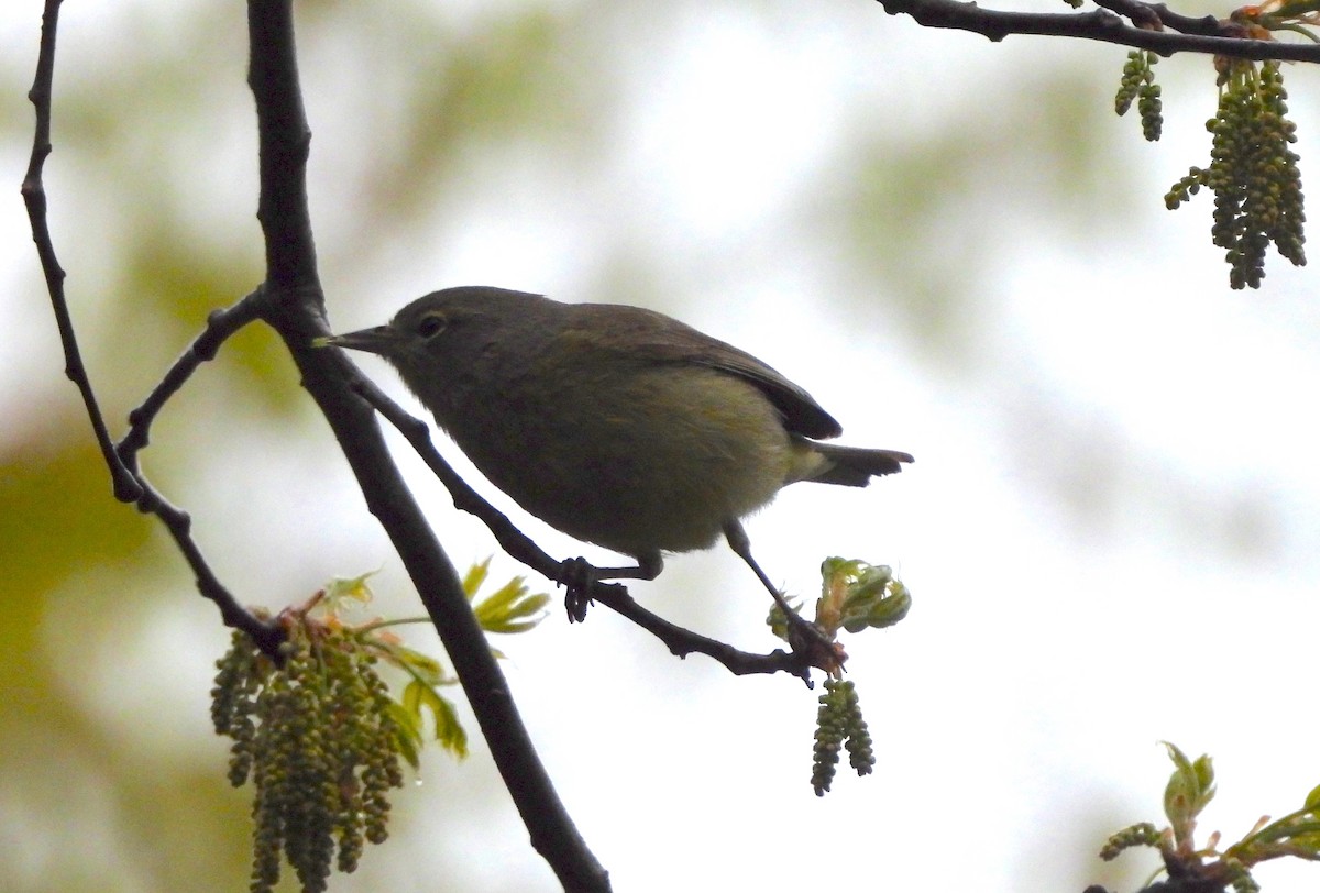 Orange-crowned Warbler - Nick Dawson