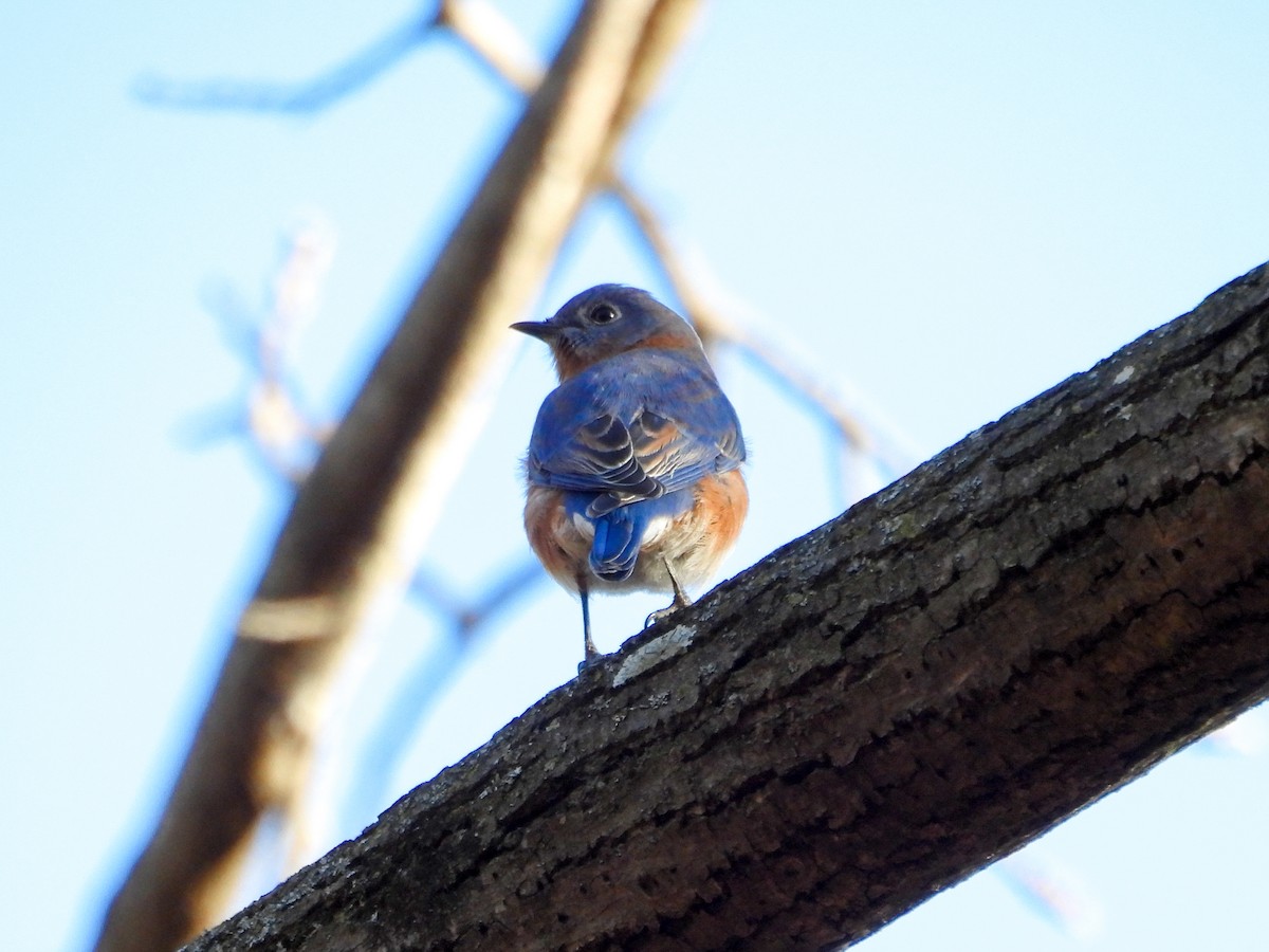 Eastern Bluebird - Leann Henderson