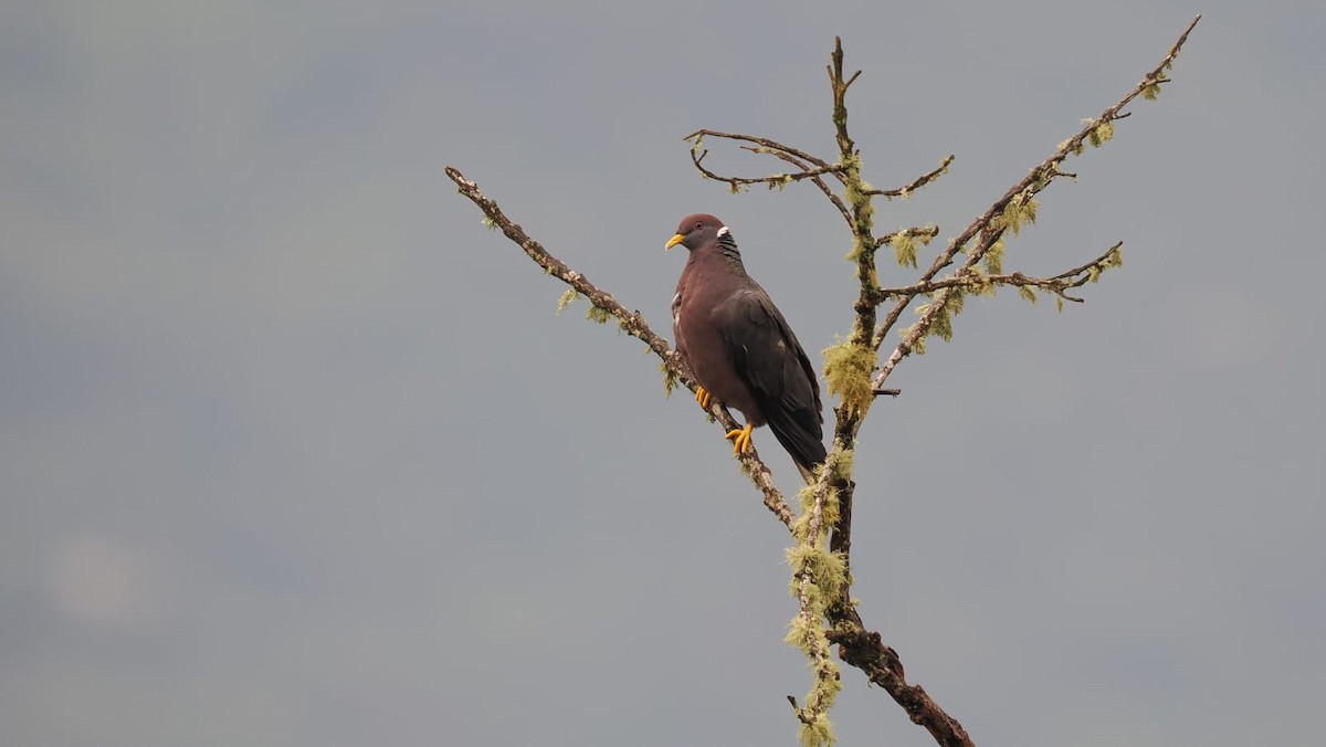 Band-tailed Pigeon - ML618102478