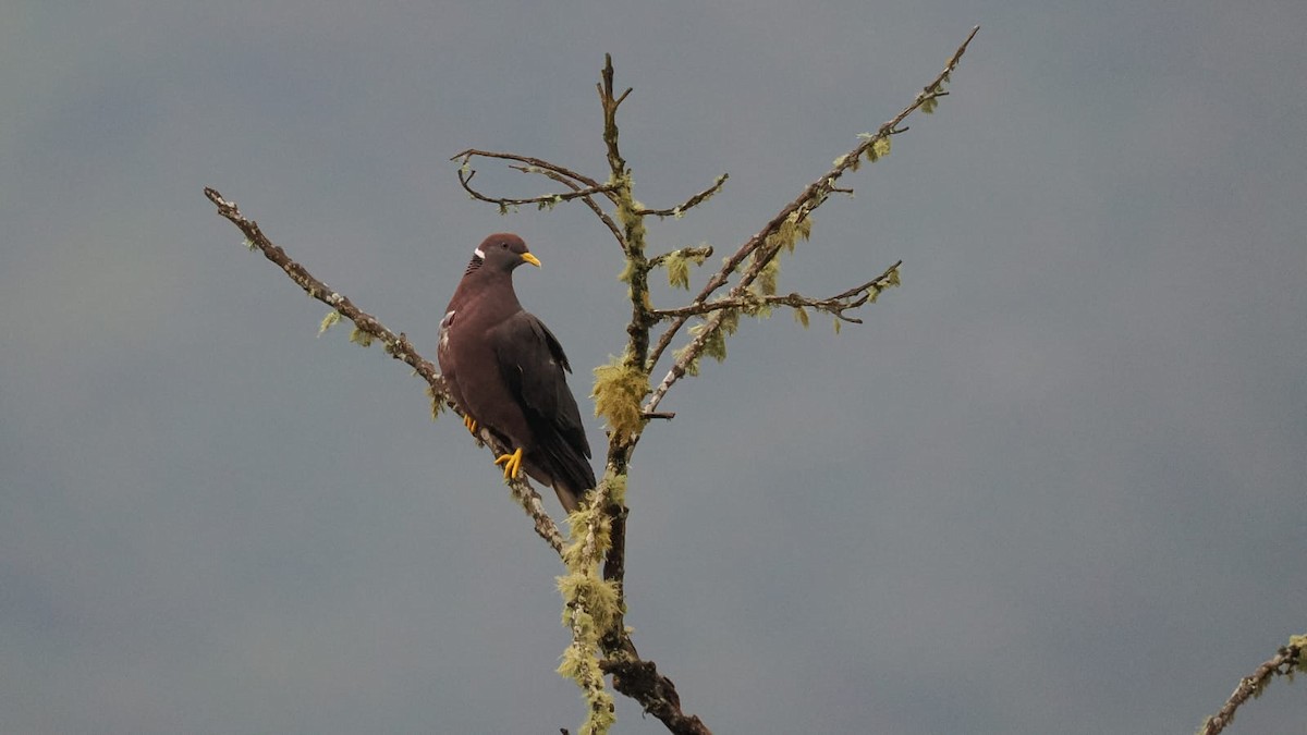 Band-tailed Pigeon - ML618102479