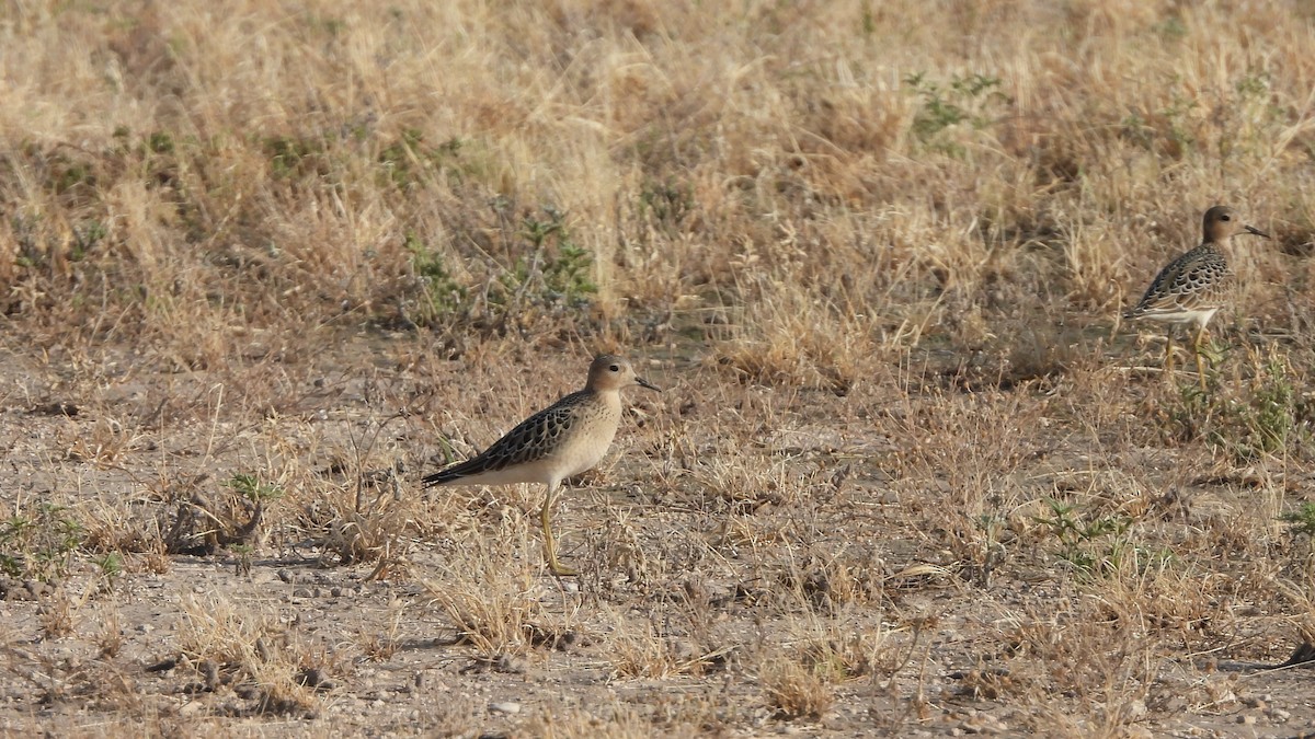 Buff-breasted Sandpiper - ML618102490