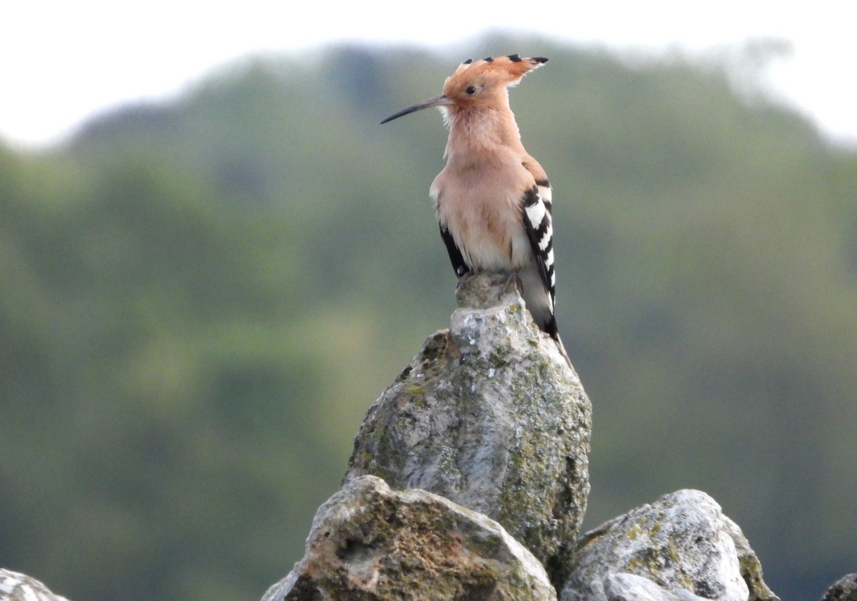 Eurasian Hoopoe - ML618102496