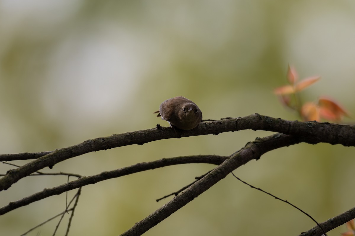 House Wren - Billy Tran