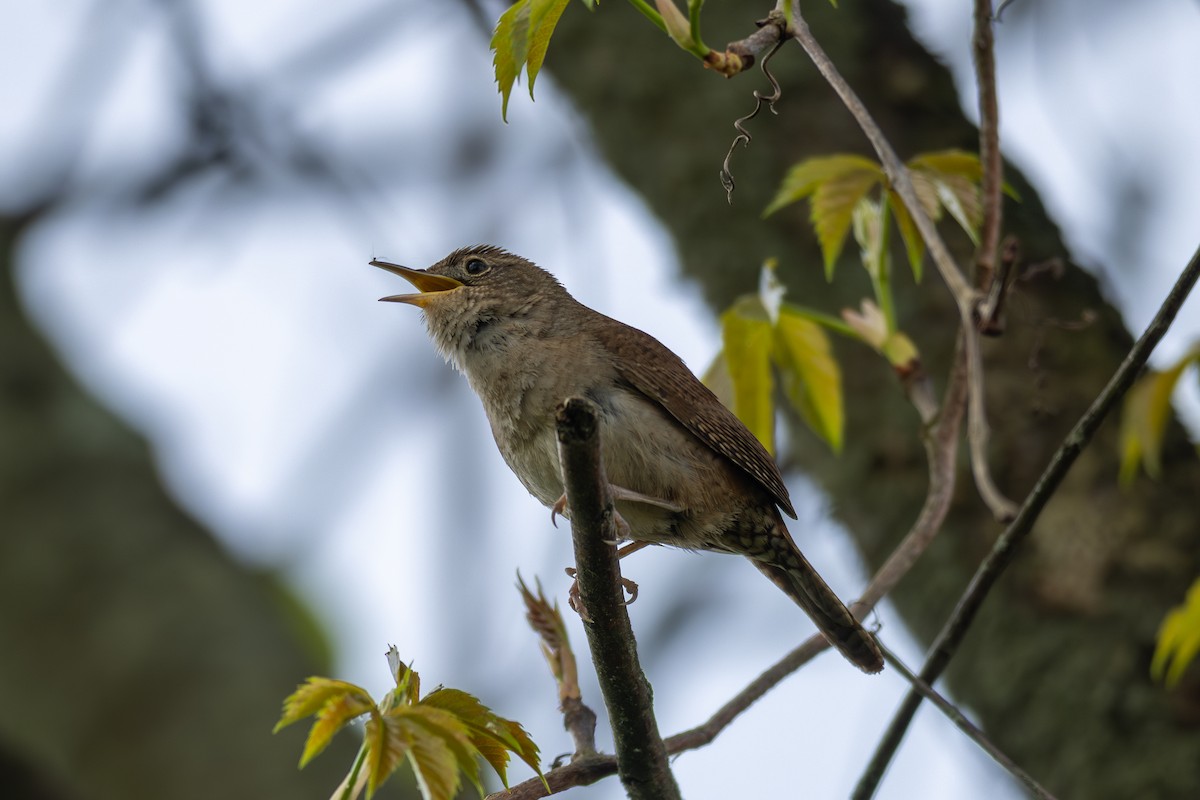 House Wren - Billy Tran