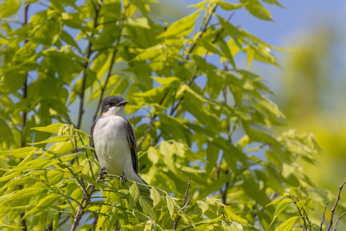 Eastern Kingbird - ML618102532