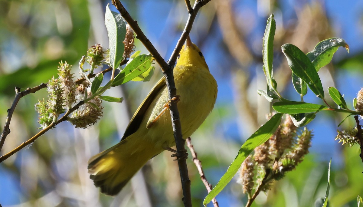 Yellow Warbler - Bill Tweet