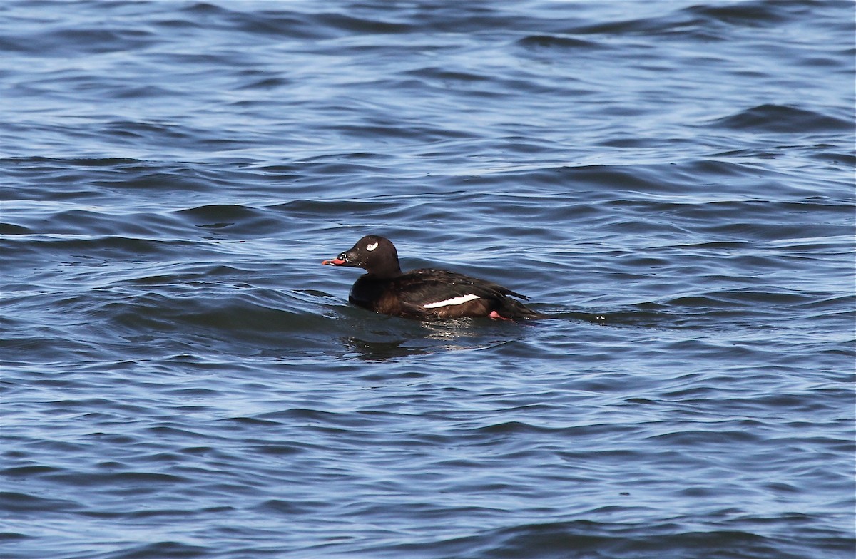 White-winged Scoter - Robert Wallace