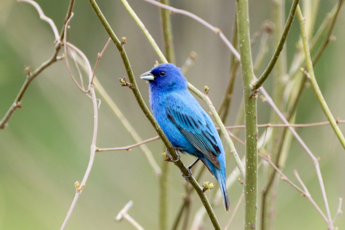 Indigo Bunting - ML618102593