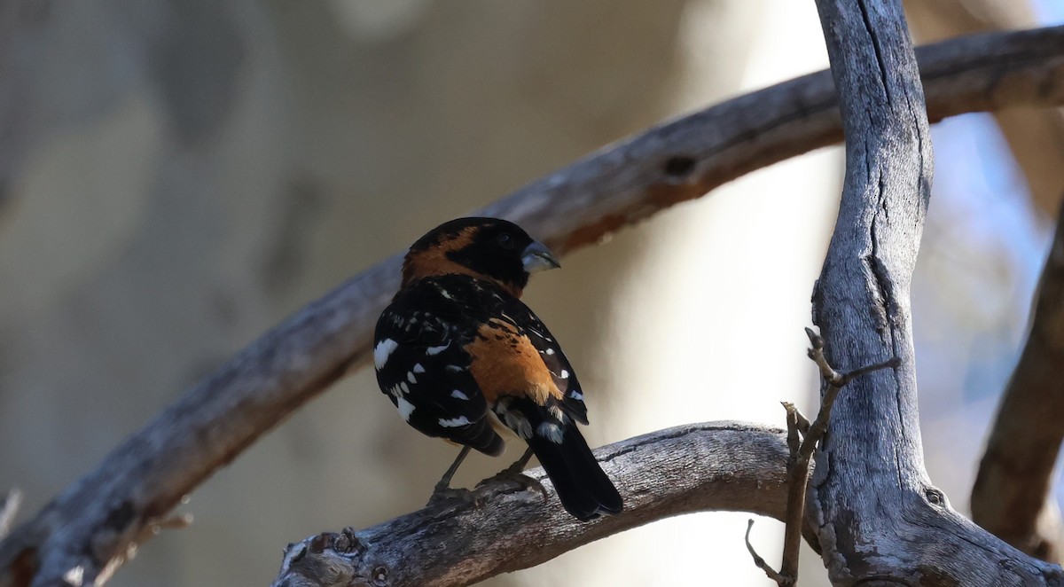 Black-headed Grosbeak - Bill Tweet