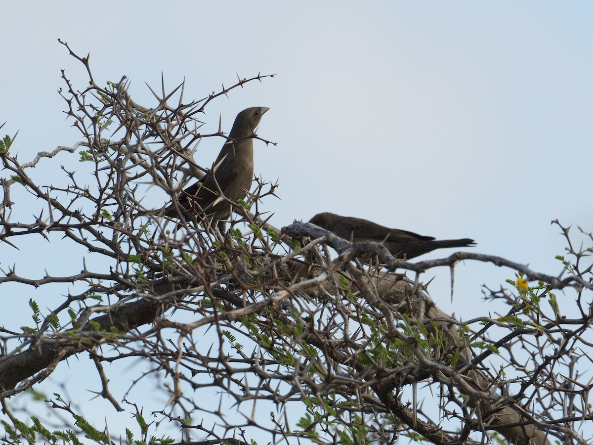 Shiny Cowbird - Michael Tromp