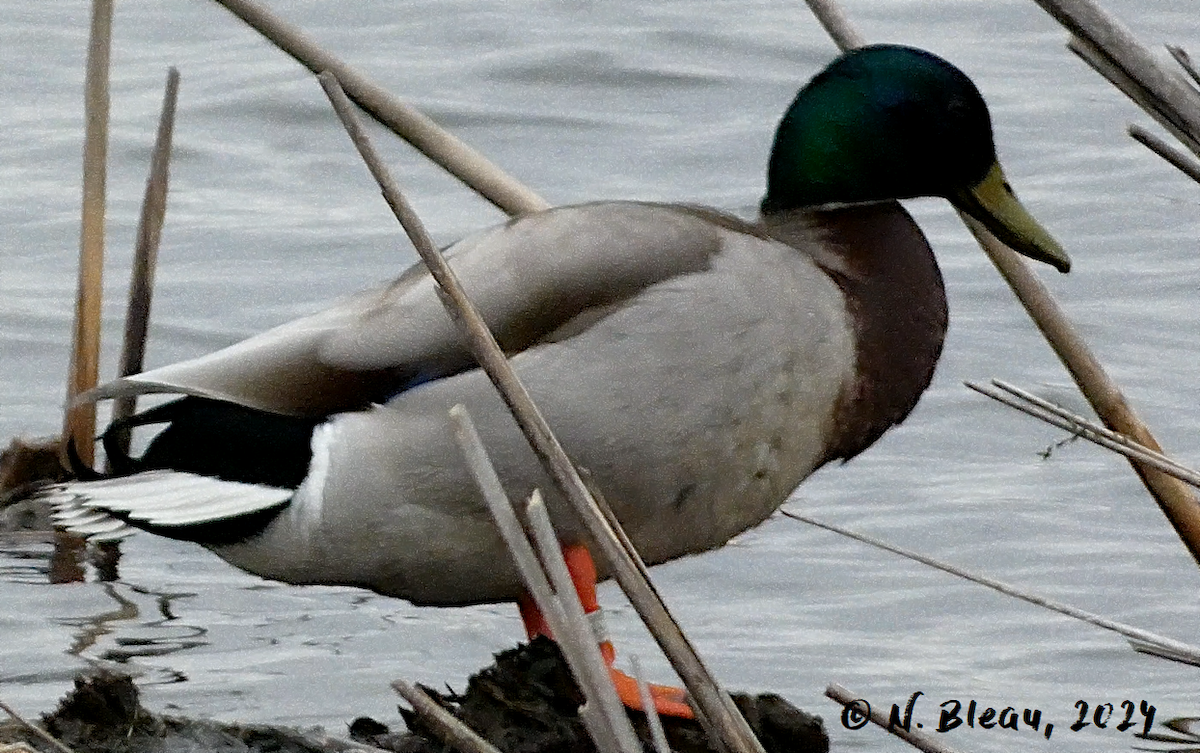 Mallard - ML618102666