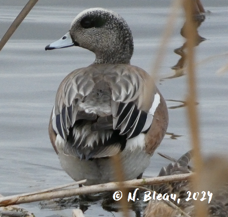 American Wigeon - ML618102679