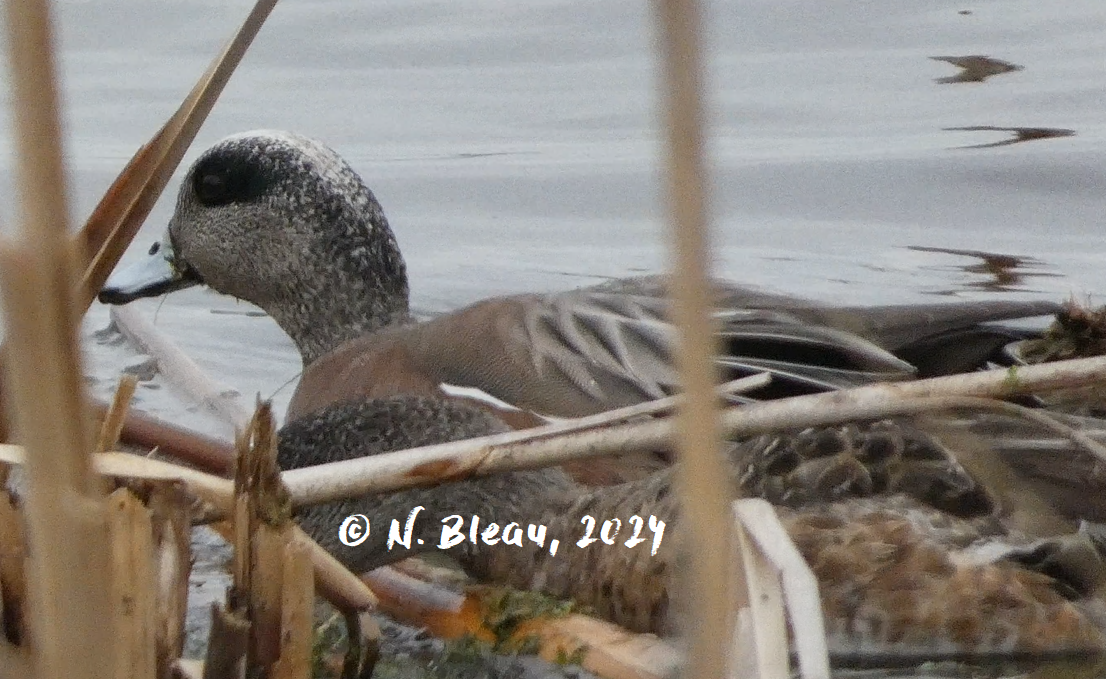 American Wigeon - ML618102681