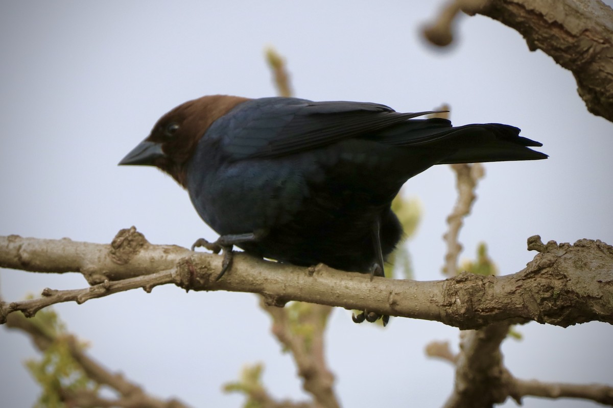 Brown-headed Cowbird - ML618102684