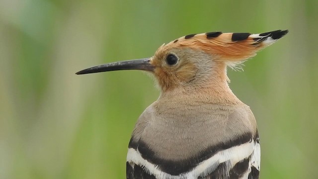 Eurasian Hoopoe - ML618102691
