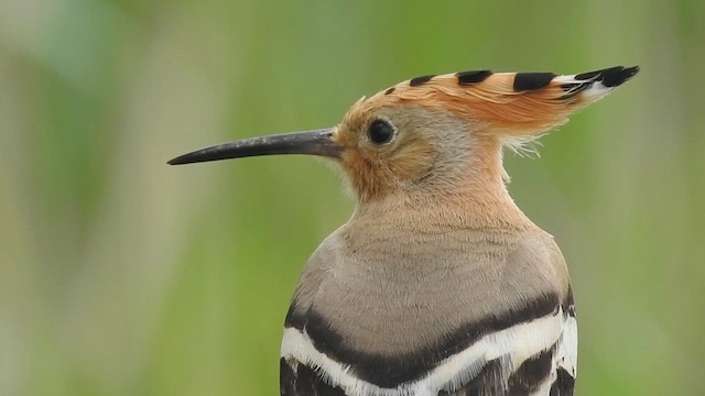 Eurasian Hoopoe - ML618102691