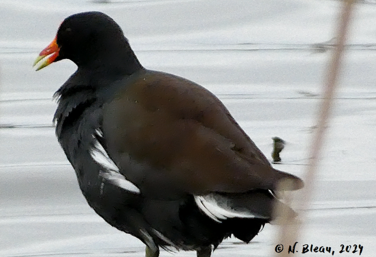 Gallinule d'Amérique - ML618102698