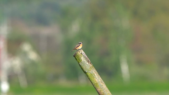 Braunkehlchen - ML618102710