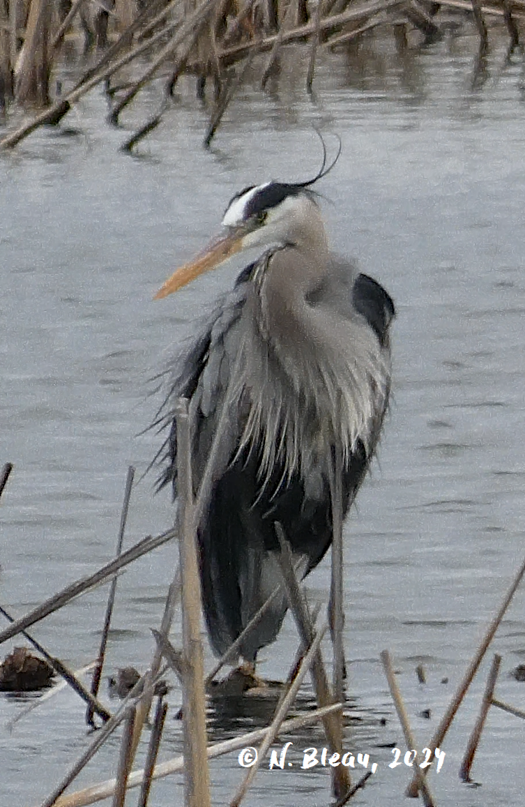 Great Blue Heron - ML618102717