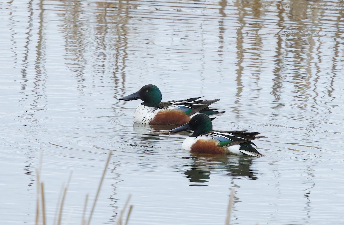 Northern Shoveler - Michel Proulx