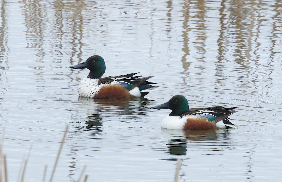 Northern Shoveler - ML618102758