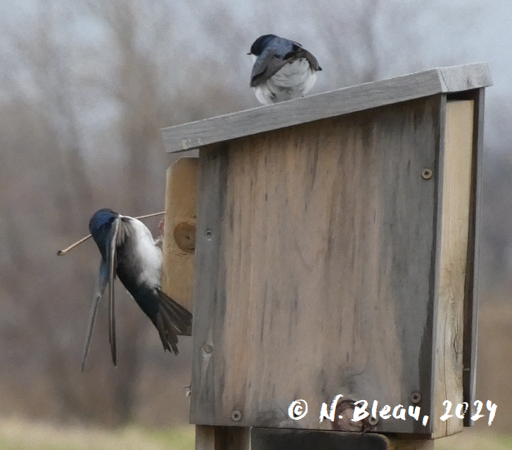 Tree Swallow - ML618102759