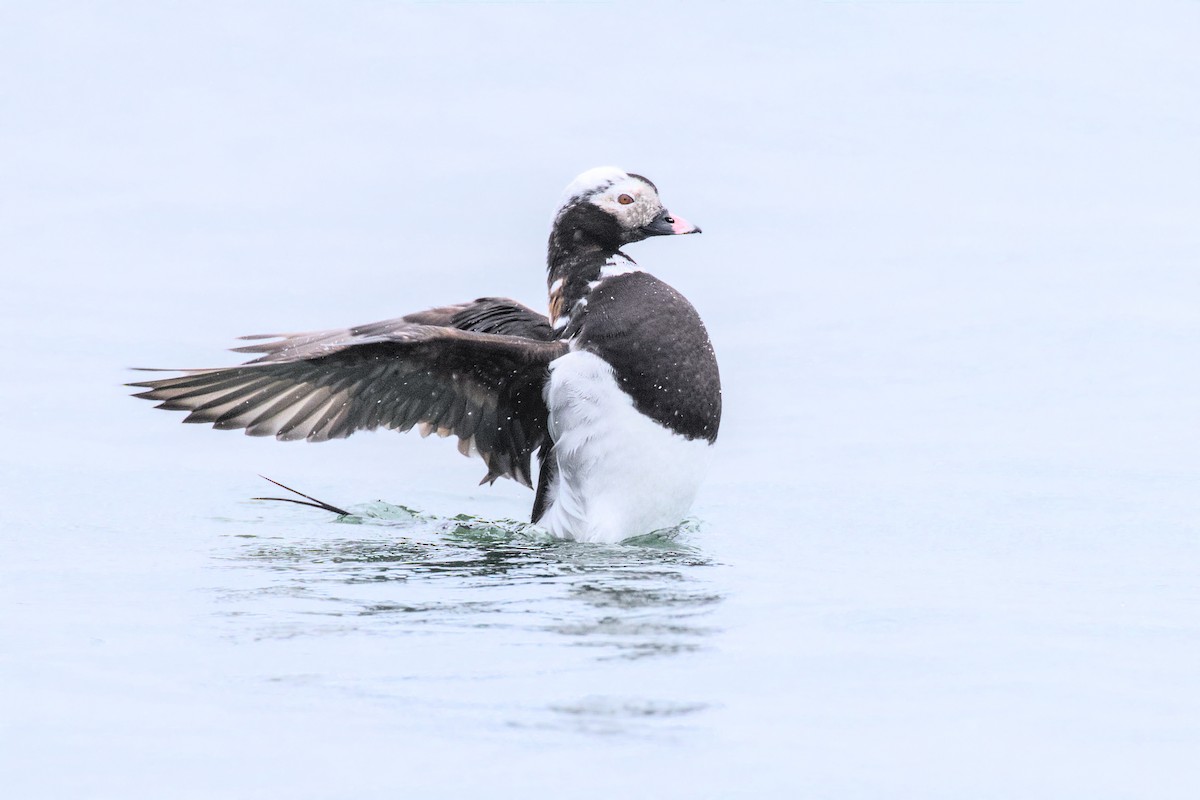 Long-tailed Duck - ML618102789