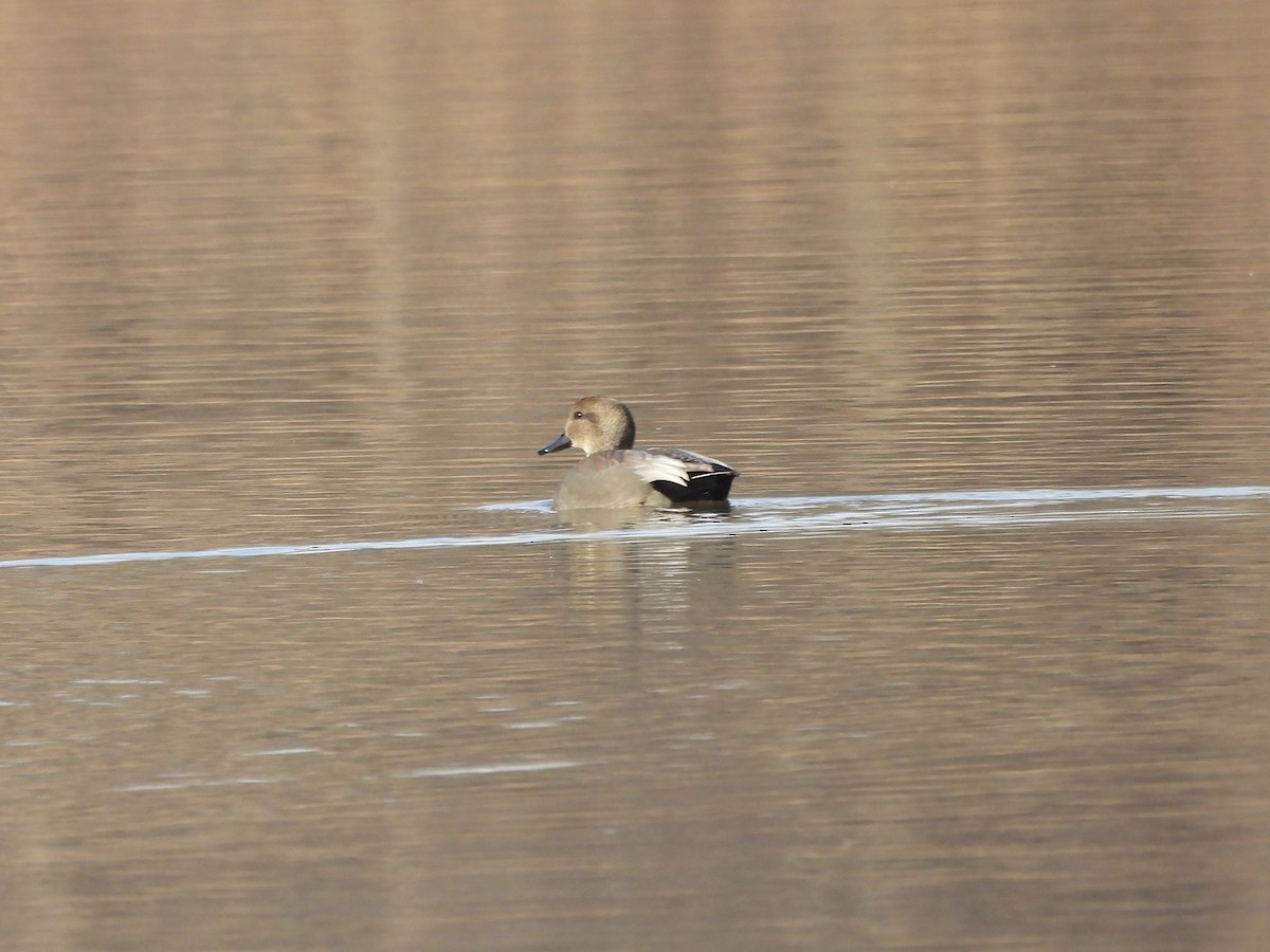 Gadwall - ML618102792