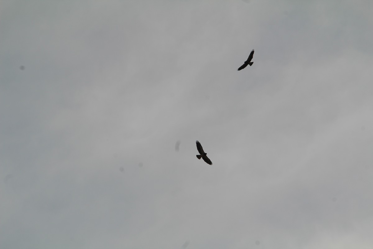 Swainson's Hawk - ML618102810