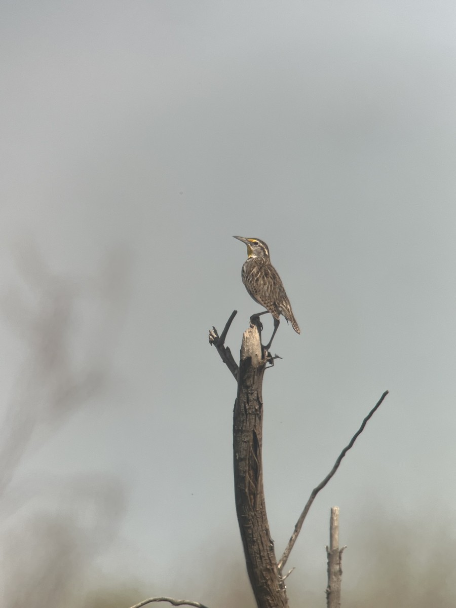 Western Meadowlark - ML618102832