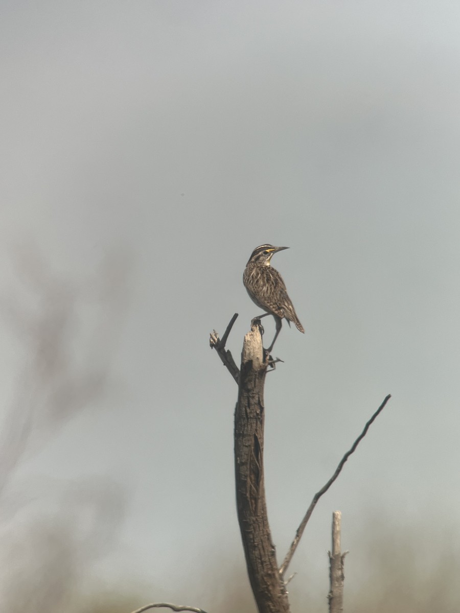 Western Meadowlark - ML618102833