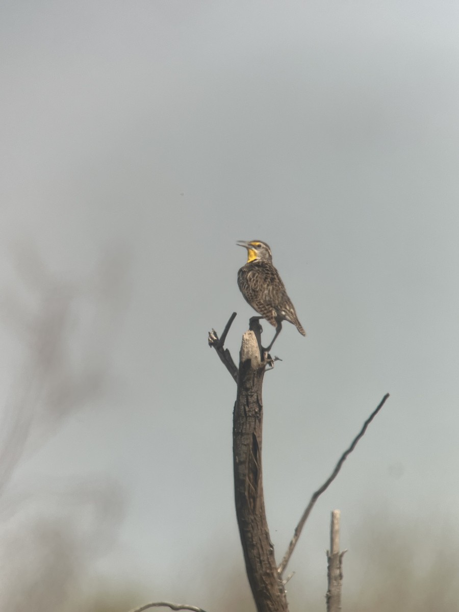 Western Meadowlark - ML618102836